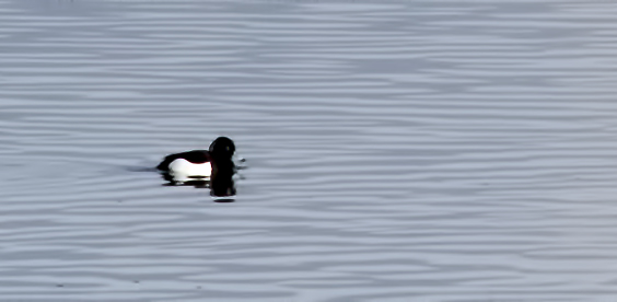 Tufted Duck